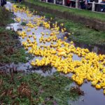 Cosby Boxing Day Duck Race